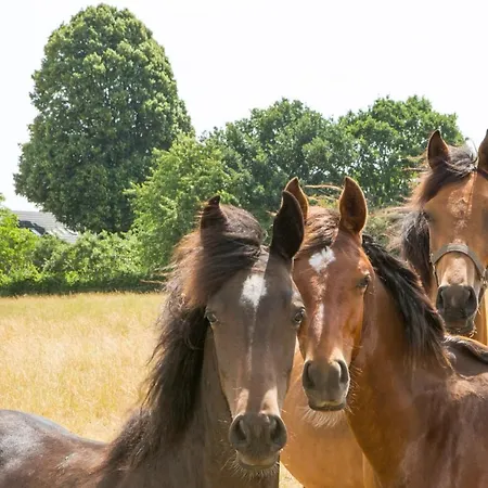 De Nieuwenhof 'de Voorkamer' Nocleg ze śniadaniem