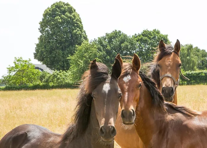 De Nieuwenhof 'de Voorkamer' ベッド・アンド・ブレックファスト